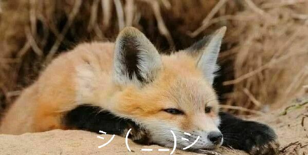 furry tan